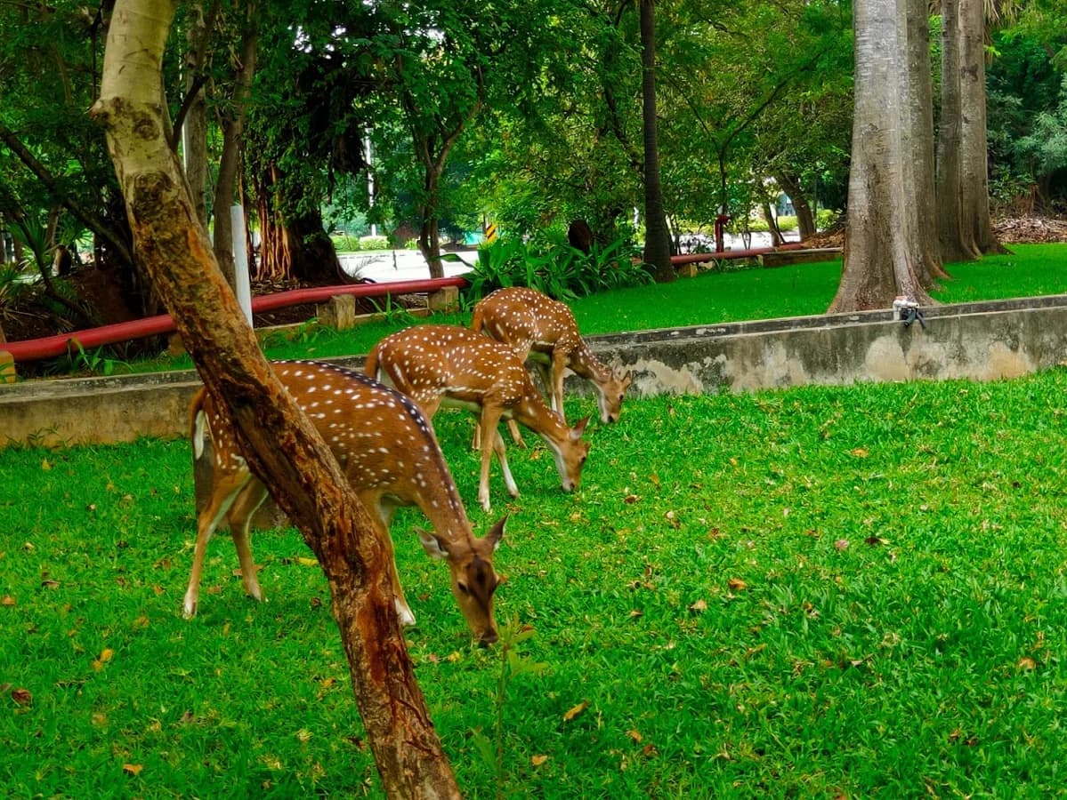 Indian Institute of Technology, Chennai